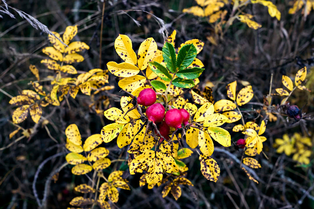 The Importance of Antioxidants for a Healthier You